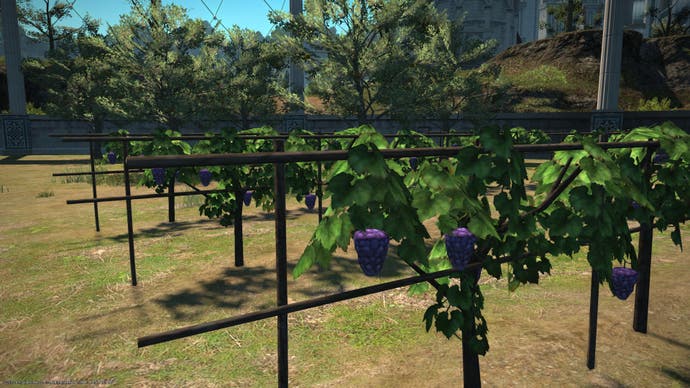 Final Fantasy 14 screenshot showing a vineyard with low poly grapes